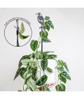 Metalbird | Plant Stakes | Magpie